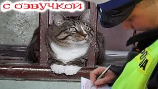 ЭТО БЫЛ НЕ Я! Приколы с котами с озвучкой! Смешные животные!