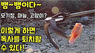 뱀이다~!! 이렇게 하면 독사 퇴치한다 | KBS 방송