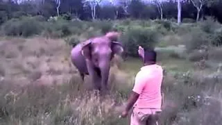 L’homme qui murmurait à l’oreille des éléphants