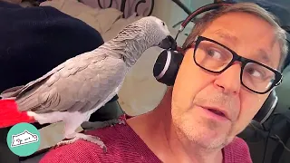 Man Got A Shy Parrot. Now She Won’t Stop Talking | Cuddle Buddies