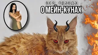 НИКОГДА НЕ ЗАВОДИ МЕЙН-КУНА, НЕ ЗНАЯ ЭТОГО! Наша кошка Луна. Плюсы и минусы породы мейн-кун.