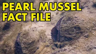 Pearl Mussel: Fact File (British Wildlife Facts)