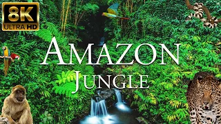 Amazon Jungle 8K ULTRA HD | Wildlife of Amazon Rainforest | Nature Forest With Calming Music