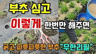 부추 심고 이렇게 딱 한번만 해주면 굵고 파릇파릇한 부추 무한리필할 수 있습니다 #부추키우기