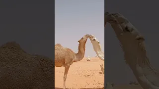 camels love kissing short