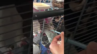 Rats slap fight over drink