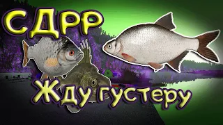 Густера на Белой / Со дна Русской рыбалки. ( Russian Fishing 4/Русская рыбалка 4 )