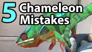5 Common mistakes chameleon owners make | PART 1