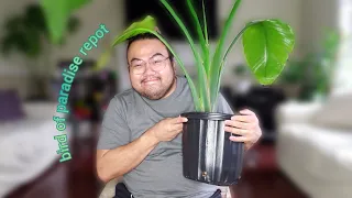 bird of paradise repot + replenishing my soil mix • vlog #5