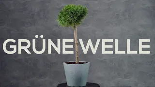 Грюн Вилле - Сосна крючковатая (Pinus uncinata ‘Grune Welle’ ) - шаровидная сосна