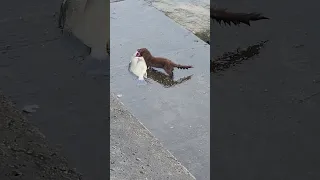 weasel destroys a fish