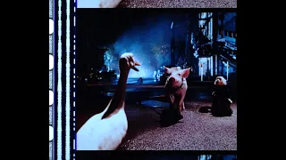 Babe: Pig in the City (1998), 35mm film trailer, open matte, 1.17:1 ratio
