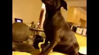 Собаки чихают  Funny sneezing dogs