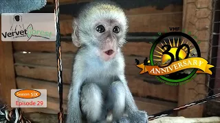 Heartwarming Updates on Baby Orphan Monkeys: Paddy's Incredible Journey & Felix's Progress