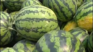 Watermelons enter harvest season in S China's Guangxi