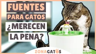 FUENTES PARA GATOS: ¿Merecen la pena?