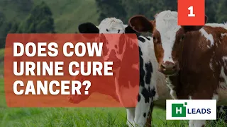 FACTUALLY: EP 1 - Does cow urine cure cancer?