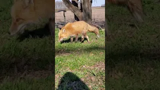 Felix the tree fox comes down for some watermelon 🍉