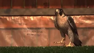 WATCH: World's fastest bird in super slow motion