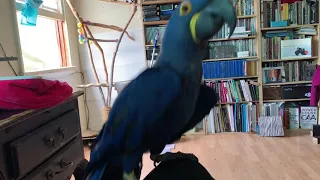 This incredible parrot knows how to dance on cue!