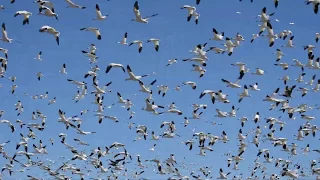 Bosque del Apache Snow Geese