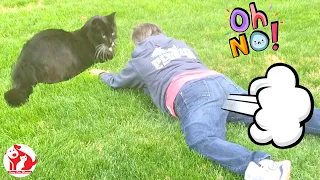 Everybody Farting - Try Not To Laugh Challenge - Life's Unexpected Moments - Funny Pets Moments