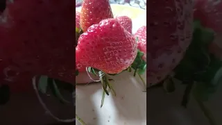 oh my god what a lovely and tasty strawberry