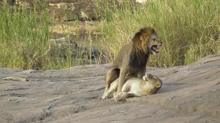 Lions Mating on the rocks at Lubyelubye - in Kruger National Park