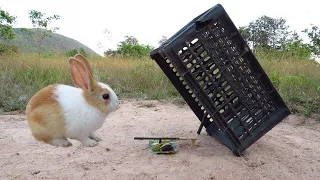 Build Method Easy Rabbit Trap - Installing Unique Rabbit Trap Using Plastic Basket