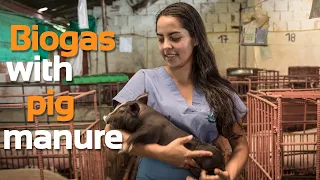 Producing biogas for pig farms | Biodigesters Sistema.bio