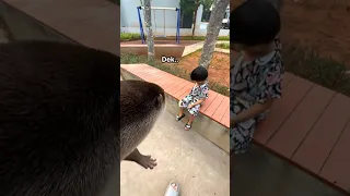 gimana ini dek😭😥 @Rubyfain12  #degen #berangberang #beranda #otter #animals #funny #lucu