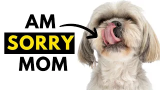 How Shih Tzu Say Sorry - 15 Signs Your Shih tzu Apologizes To You