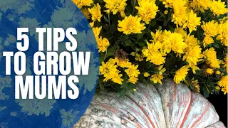 5 Tips To Grow Mums || How To Grow Mums || Easy To Grow Flowers