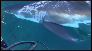 Great white shark encounter