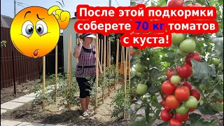 Натуральные подкормки для томатов. Как повысить урожай помидор