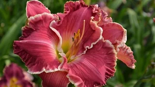 Daylilies Garden. Flowersi. Very beautiful music.