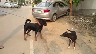 Rottweiler dog 🐕 vs street dog 🐶 aaj to rocky bal bal bacha 😱😱😱