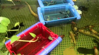 I miei acquari tour pesci predatori gar pacu chitala siluri red tail  axolotl ecc