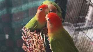 #africanlovebird #birdslover #homegrown #food #handfeeding #birdschirping #x100pro