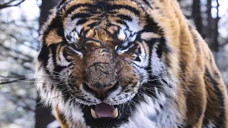 The tiger an old Hunter Tale-Best scene. More video in description.