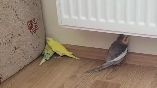 Sultan papağanı ve yavru muhabbet kuşlarının oyunu:)