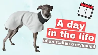 A Day in the Life of an Italian Greyhound | VLOG #1