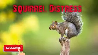 Predator Hunting Call - Squirrel Distress - 12 Mins - Free Download