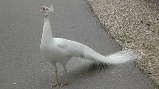 White Peacock Call