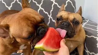 ASMR DOGS EATING WATERMELON