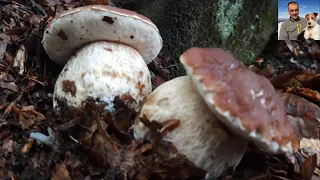 Unpublished video of a beautiful collection of porcini mushrooms - September 2019