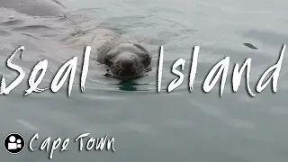 Boat Cruise to Seal Island | Things to do in Cape Town