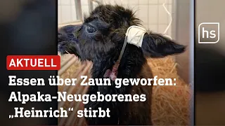 Tierpark Klosterwald: Besucher füttern Tiere mit Abfällen: 3 Alpakas sterben | hessenschau