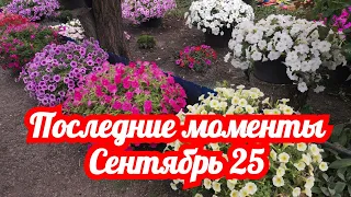 Обзор Петунии 25 сентября. Последние моменты красоты.