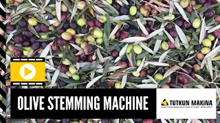 Olive Stemming Machine / Zeytin Sap Koparma Makinası